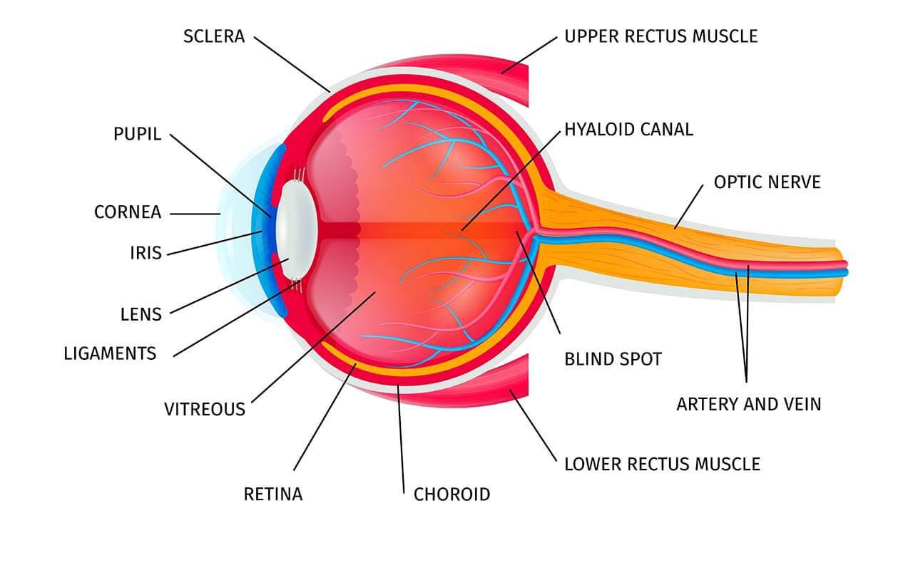 retina nedir?
