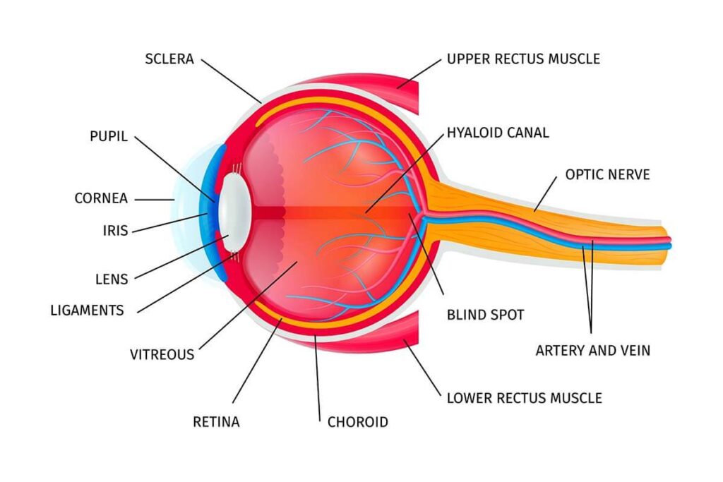 Understanding the Eye's Structure and Functions